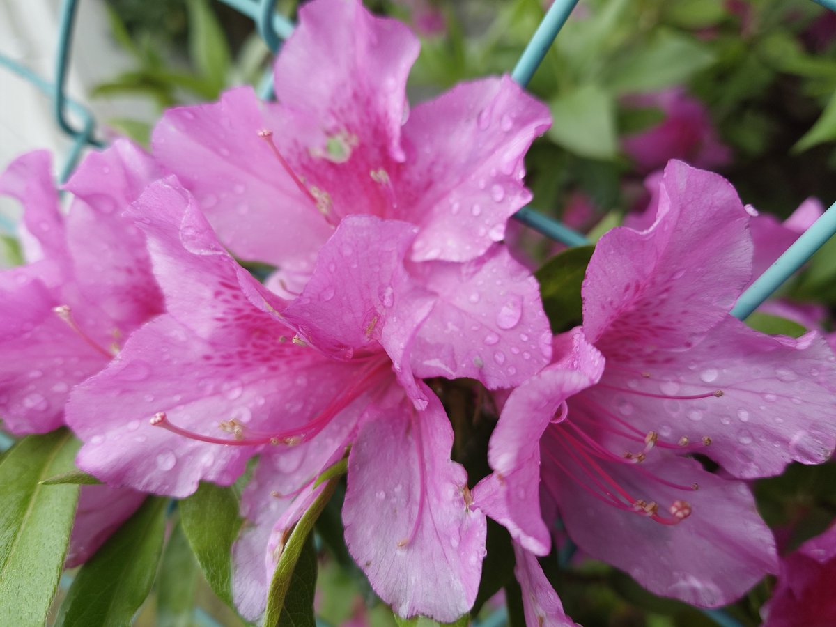 atsu45goal's tweet image. 雨上がり、早朝ラン3キロ。ペース6分56秒/km。
#running