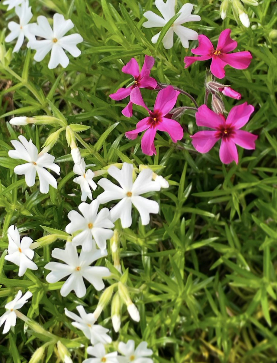 happyhatsuko's tweet image. 2026年4月24日(金)
おはようございます♪

雨上がりの朝を迎えました。
今日も元気にいきましょう。

みなさんの今日が
素晴らしい1日になりますように☆

今日もどうぞご無事で！

＊

#goodmorning #specialday #beautifulday
#goodday #godblessyou