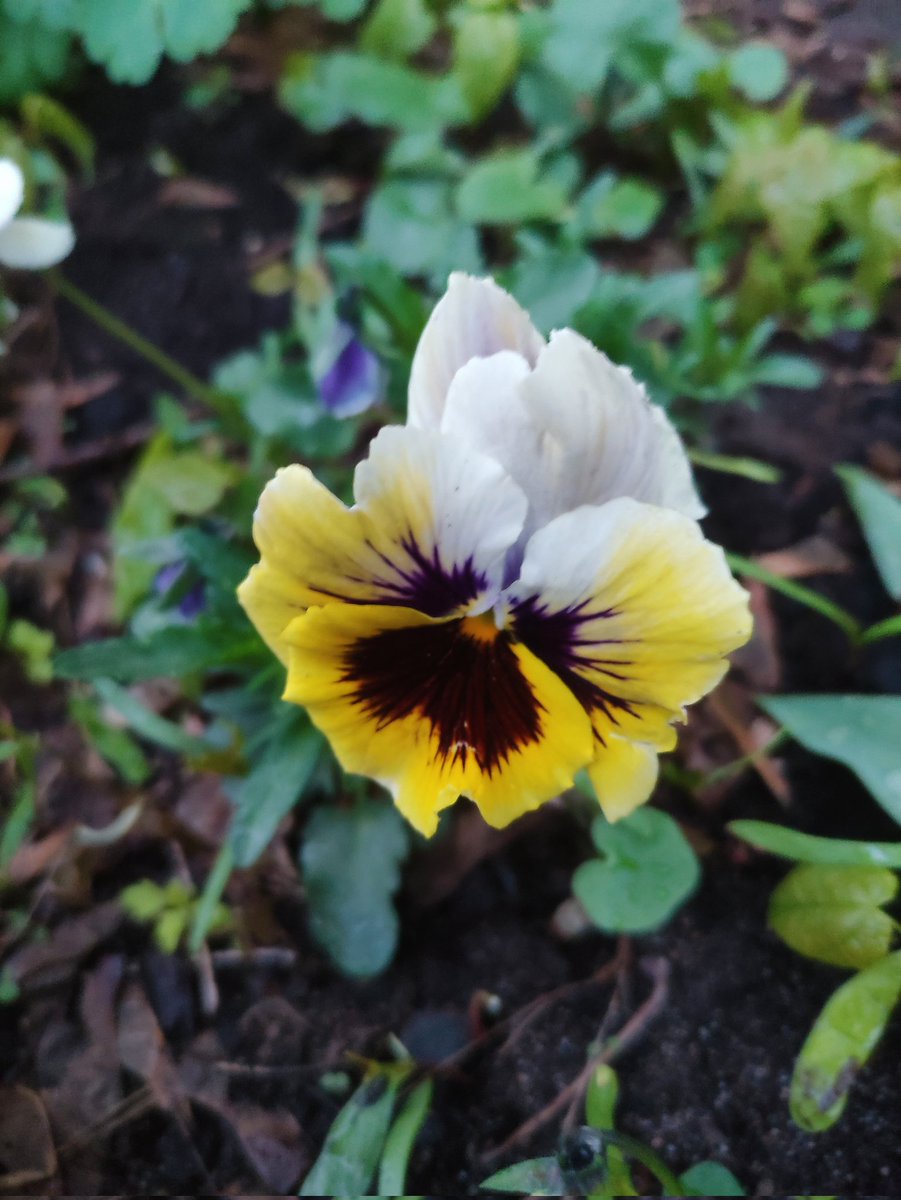 Nata27Best's tweet image. Natural beauty. 🌱🌺🌱
#MyPhoto
#SpringVibes
#Gardening