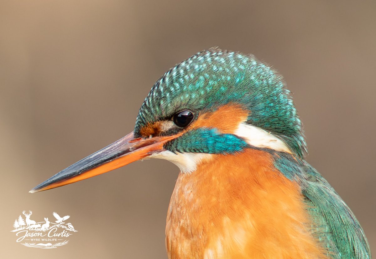 WyreJason's tweet photo. A favourite of most of us the Kingfisher is a living, breathing vibrant jewel of the river. This time I was lucky enough to see both the male and female. My 1DX mk2 is old but still does the job. @CanonUKandIE @Natures_Voice @WorcsWT https://t.co/I2rBXIvVce