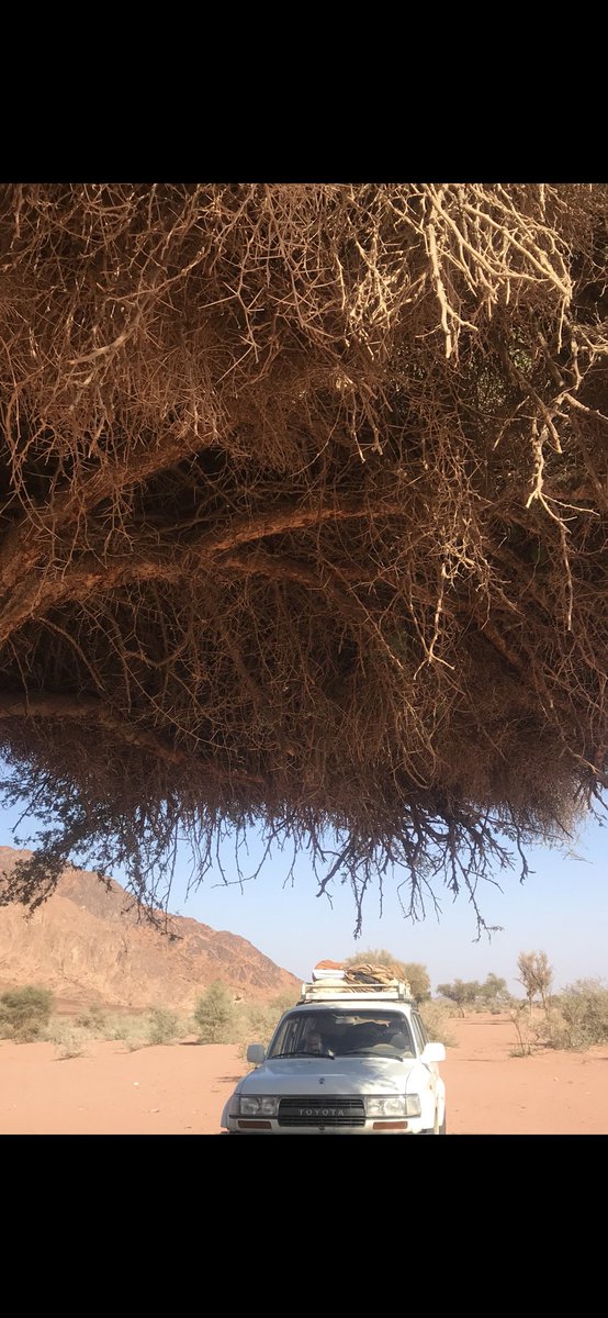 <a href="/swis1417/">السلطان العاشر</a> وادي العش واد فحل يمتاز بطلاحه الكبيرة يسيل من الهضاب الواقعة شمال جبل سلمى ويتجه شرقاً عبر هذا الجبل حاملاً بعض سيوله فلا يسيل في الرمة . هذه صورة منه أثناء رحلة لنا إليه 👇