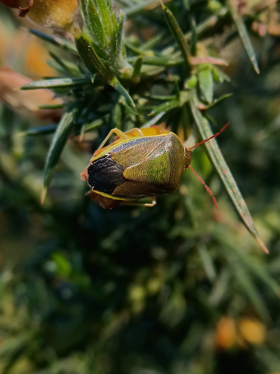 SewellLeigh's tweet image. Gorse shield bug ( Piezodorus lituratus) 😊

#thursdaymorning #insectthursday #insects #macro #nature #naturephotography