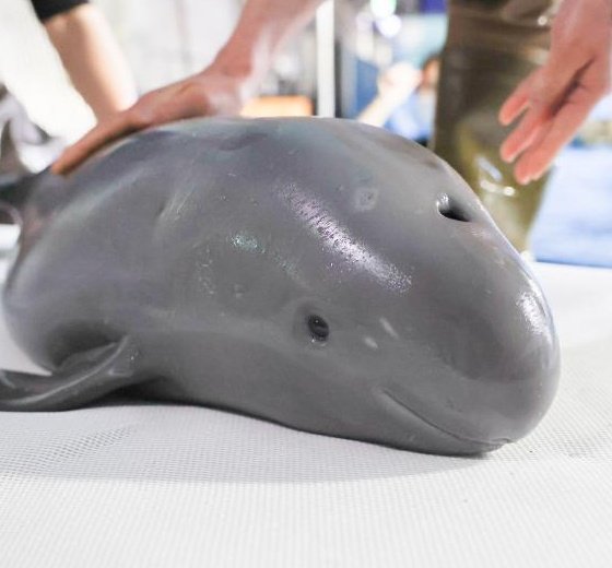 orlando ⚢ 🫍 🇵🇸 🔻🌺 tweet media