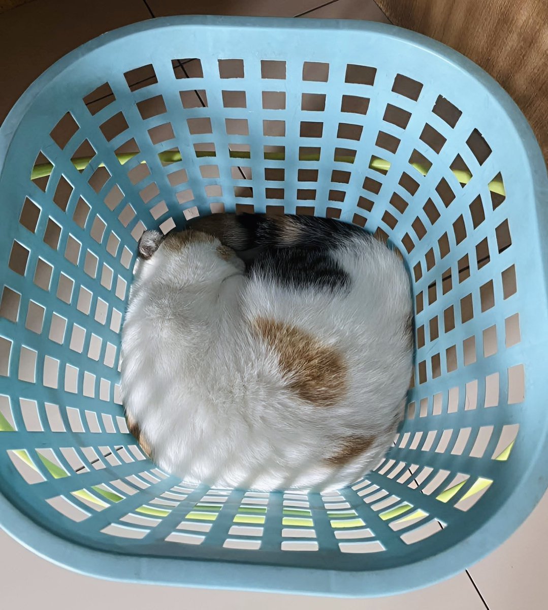 洗濯物残ってた