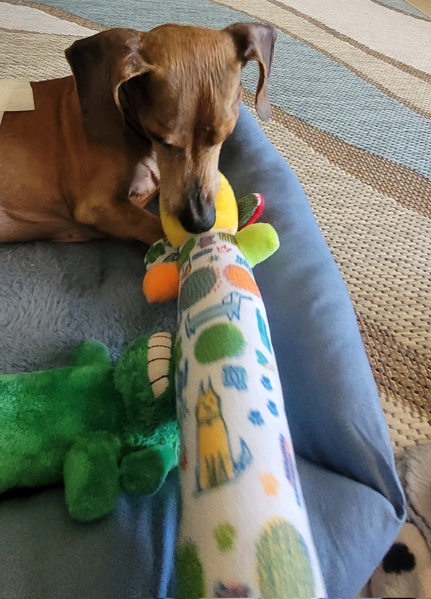 GeorgiaPea96505's tweet image. Da momma keeps try to get me to play and sometimes I will squeek da toy but not much. 
Finks fur helping me wif donations and sharing. ~ @BooRBoo 
gofund.me/bacf71a69
#dachshunds #dog #servicedog #diabetic #shots #toy #play #squeeky
