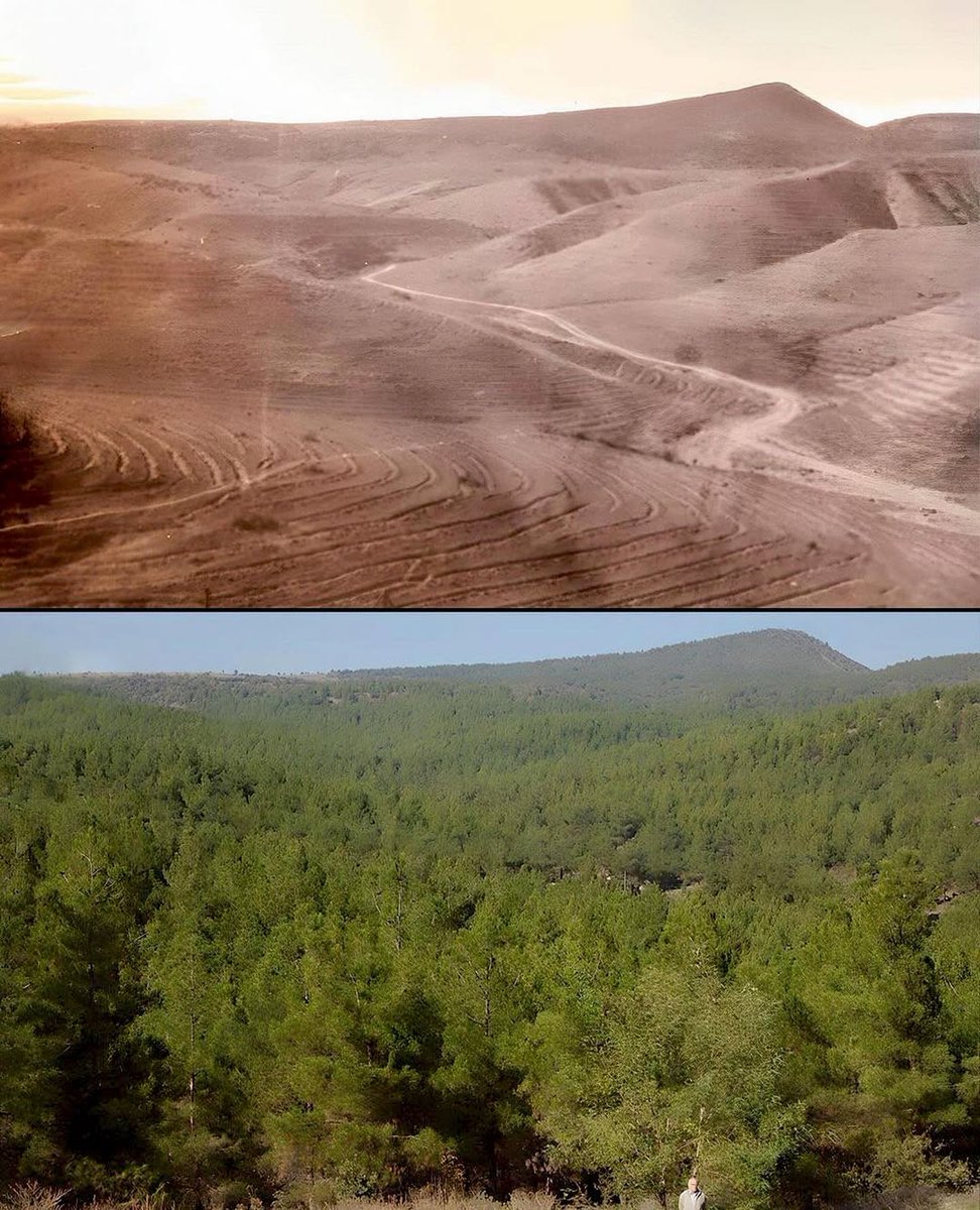 etginlik's tweet image. Hikmet Kaya, Sinop'ta 41 yıl içinde 30 milyondan fazla fidan dikerek orman oluşturdu.