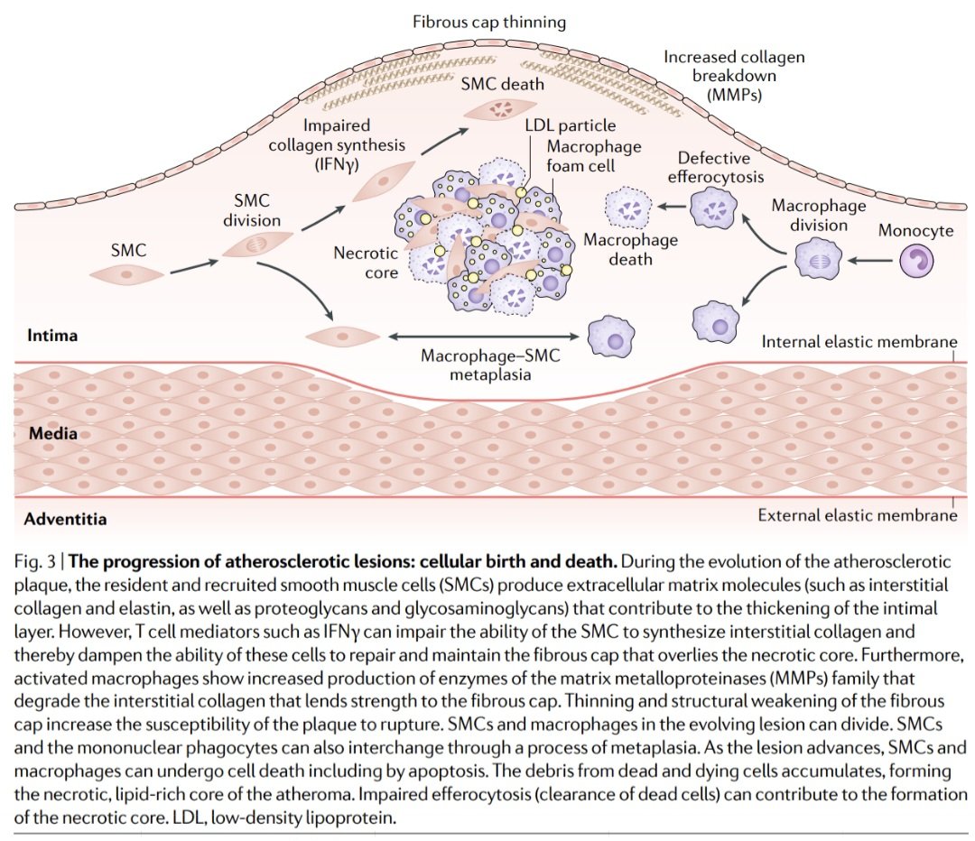 Dr. FEVI🫀🩺 tweet media