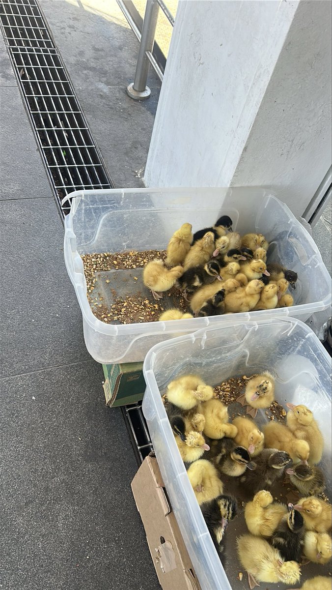 lasaaammm's tweet photo. Tren ligero, estación Plaza Patria L3
Hoy 23 de abril siguen ahí, y los guardias ni me hacen caso y estas personas que los venden se hacen los sordos cuando les hablas y sinceramente no sé qué más puedo hacer
Yo creo que ni les ha de importar a @SITEURJAL @Trafico_ZMG https://t.co/Z3qiro2WlG