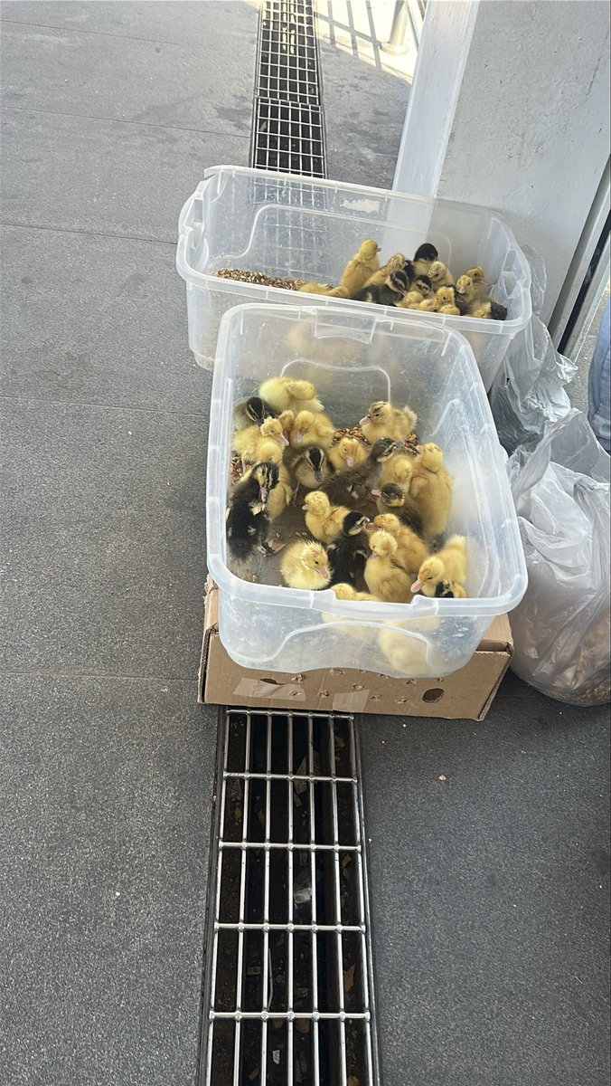 lasaaammm's tweet photo. Tren ligero, estación Plaza Patria L3
Hoy 23 de abril siguen ahí, y los guardias ni me hacen caso y estas personas que los venden se hacen los sordos cuando les hablas y sinceramente no sé qué más puedo hacer
Yo creo que ni les ha de importar a @SITEURJAL @Trafico_ZMG https://t.co/Z3qiro2WlG