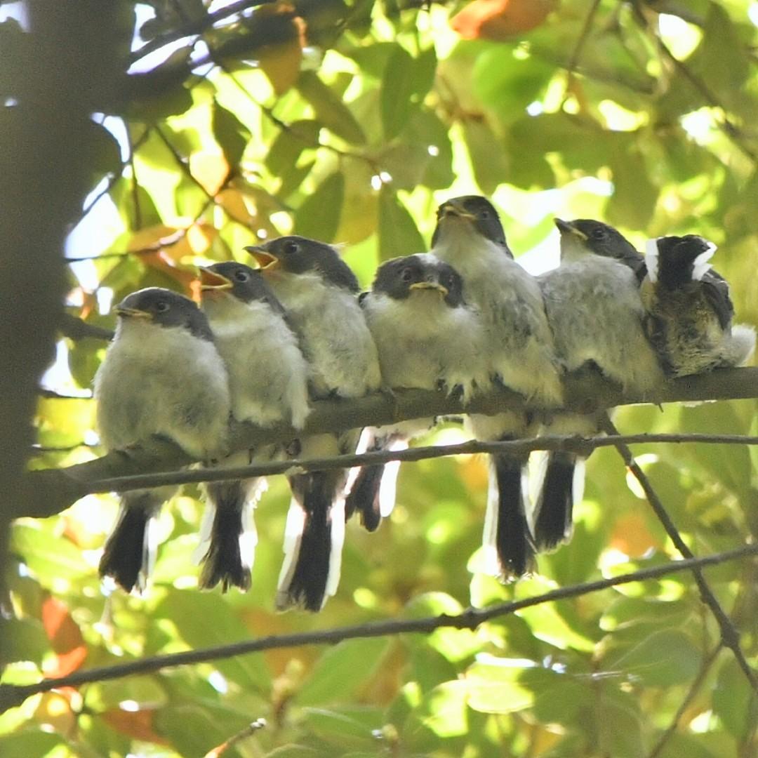 てつろう tweet media