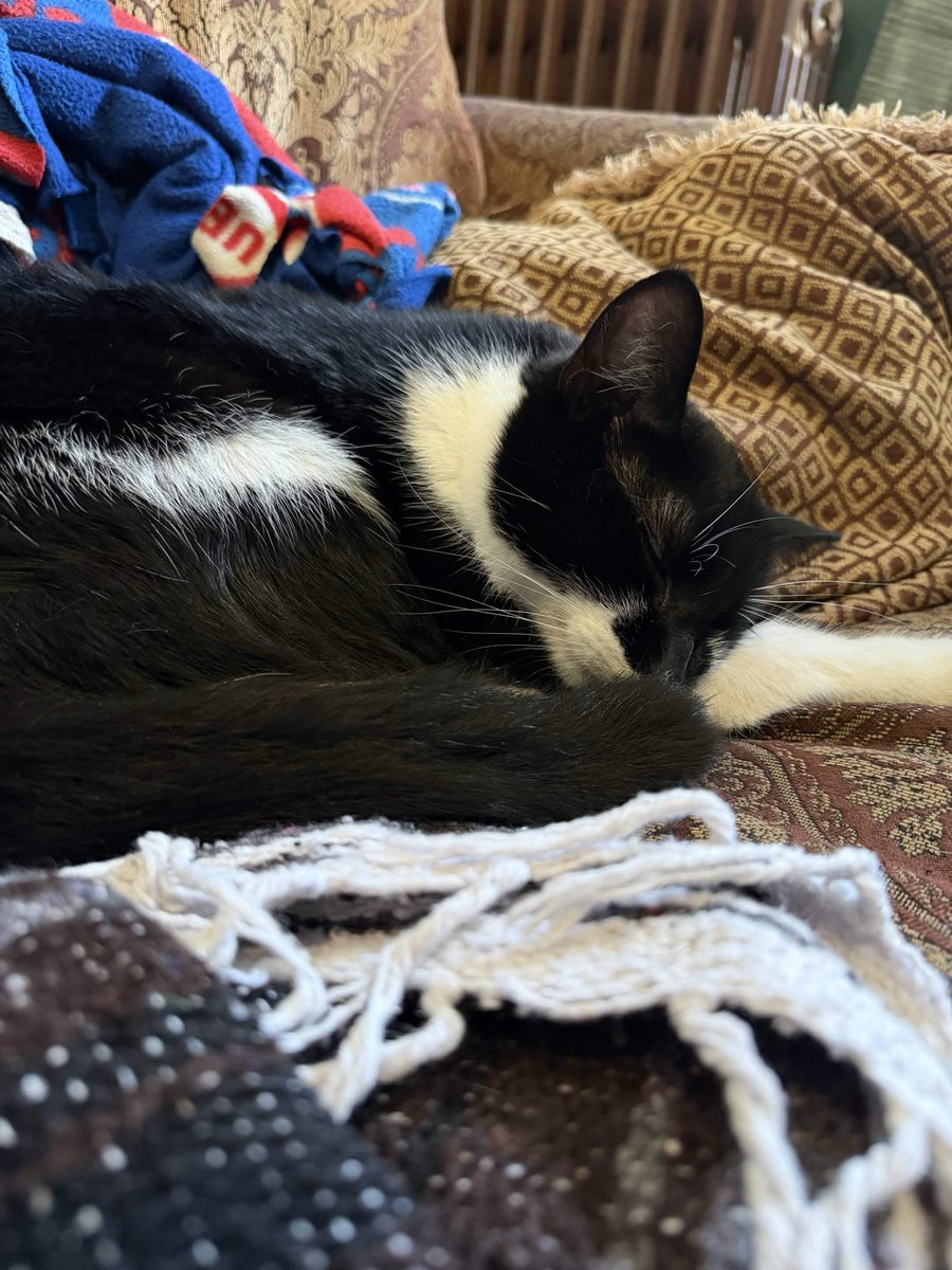 Aleister the Arsenal Keeper | EnVtuber tweet media