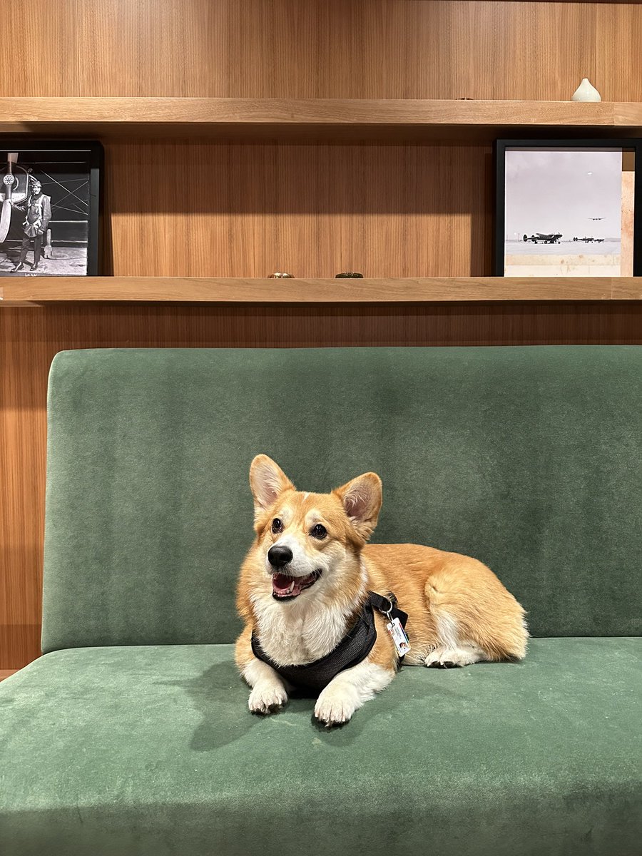 MATimoshchuk's tweet photo. Little sofa loaf 🍞❤️ https://t.co/UdfPl3IfEg