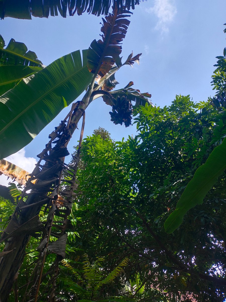 Osamu Texuka tweet media