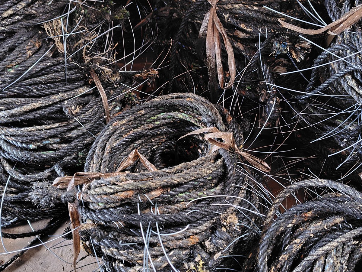 kazu@丹後のくるまえび🦐畜養はまぐり🐚牡蠣🦪販売中 tweet media