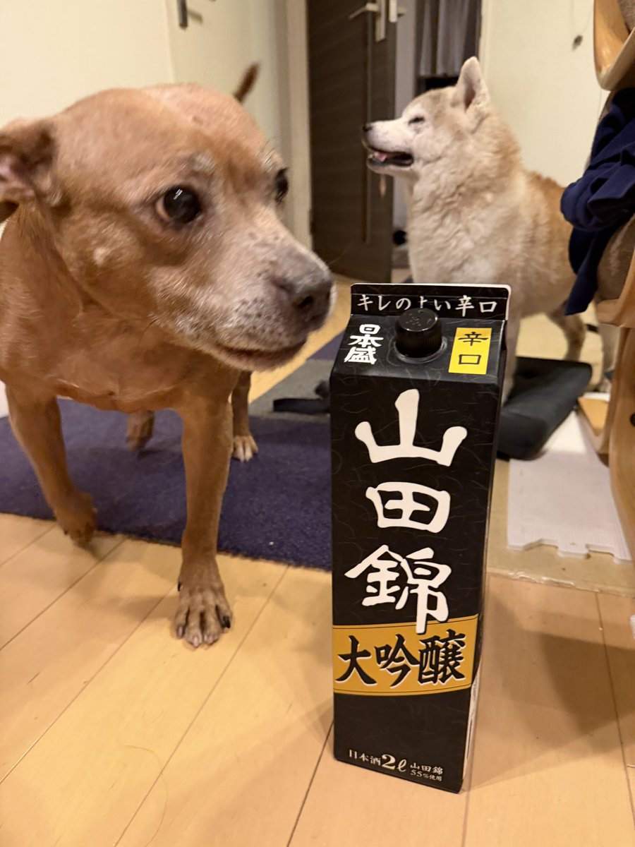 uzzu6's tweet photo. 山田錦大吟醸2ℓ
コストコ尼崎倉庫1698円税込
赤煉瓦おちょこで
序盤はつぐのが筋トレです
コストコ尼崎倉庫には日本盛さんコーナーがよく出店してます
地元兵庫だから？
#日本盛公認アンバサダー
#日本盛
@sakarikouhou https://t.co/akDA4PbdW9
