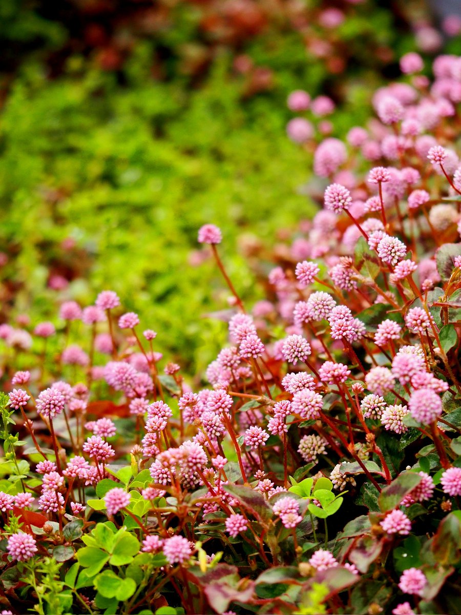 𓏸𓈒花凛𓈒𓏸…˖*֒ tweet media