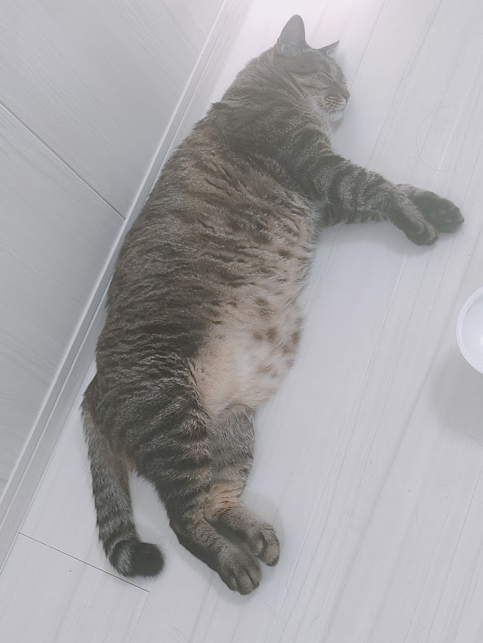 N_Suroko's tweet image. Sharing my cats with the world 🐾
“Floor Cat🐈💤”
#cats　#meow