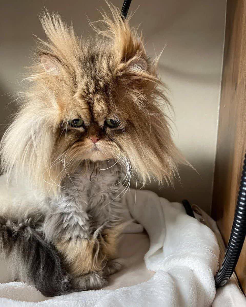 امیری که لاشی نیست! tweet media