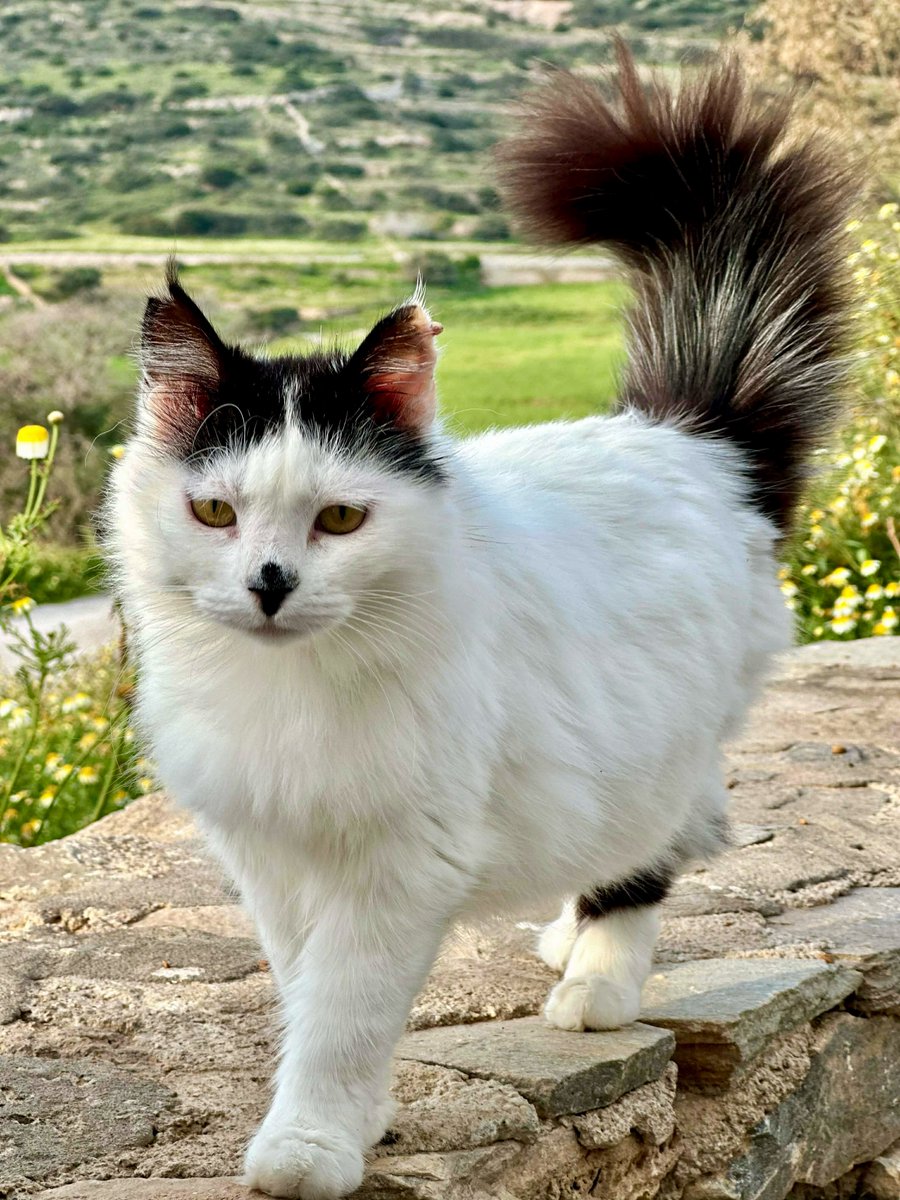 CatsofIraklia's tweet image. Meet much-loved Hattie with her great big fluffy tail, a spayed female who lives on this beautiful Greek island in the Cyclades where we care for the Aegean #Cats 
You can help the #cats by making a small donation to fund vital healthcare and food. Purr!
gofundme.com/f/cats-of-irak…