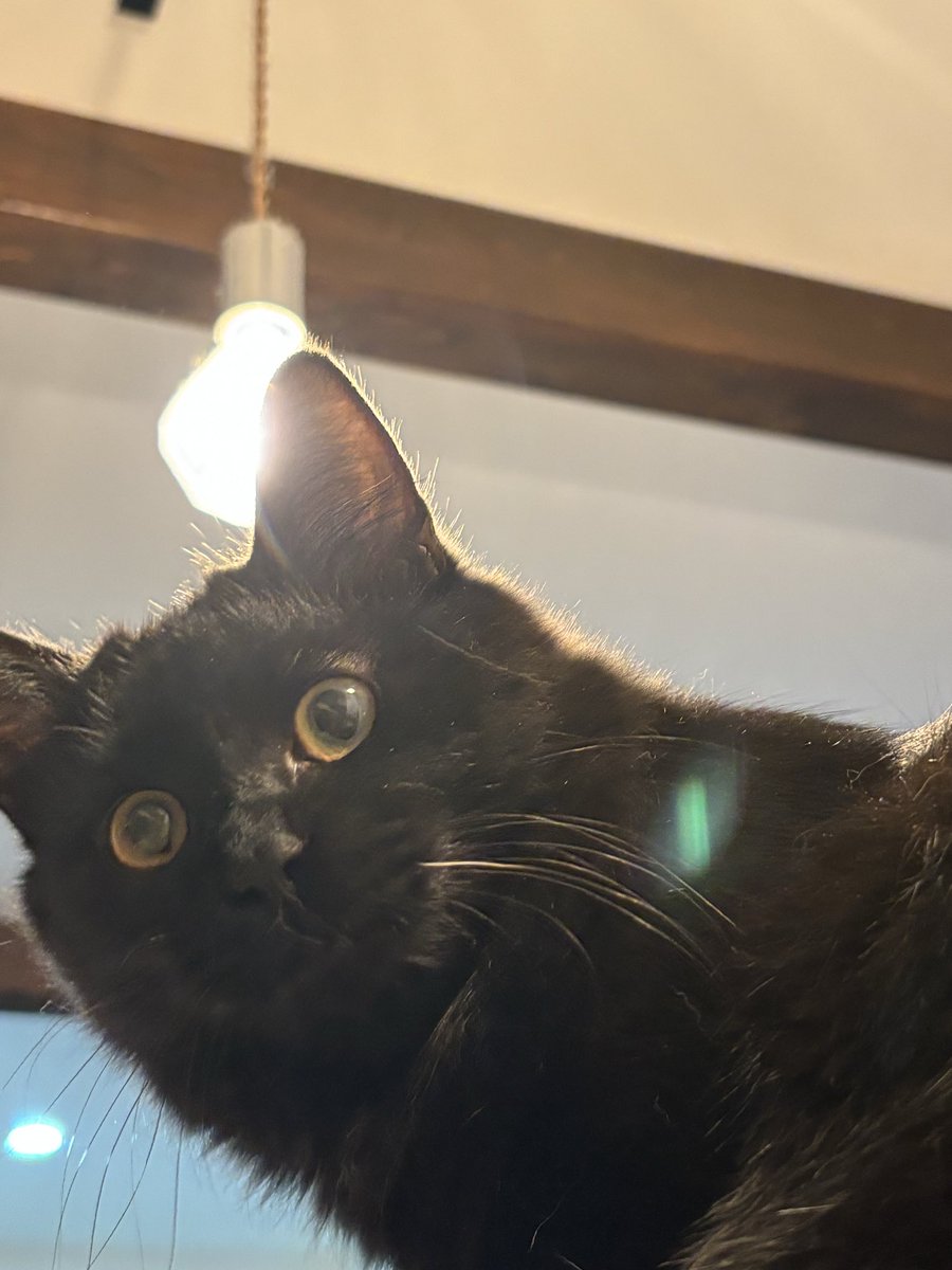 ニャンコ先輩55号 tweet media