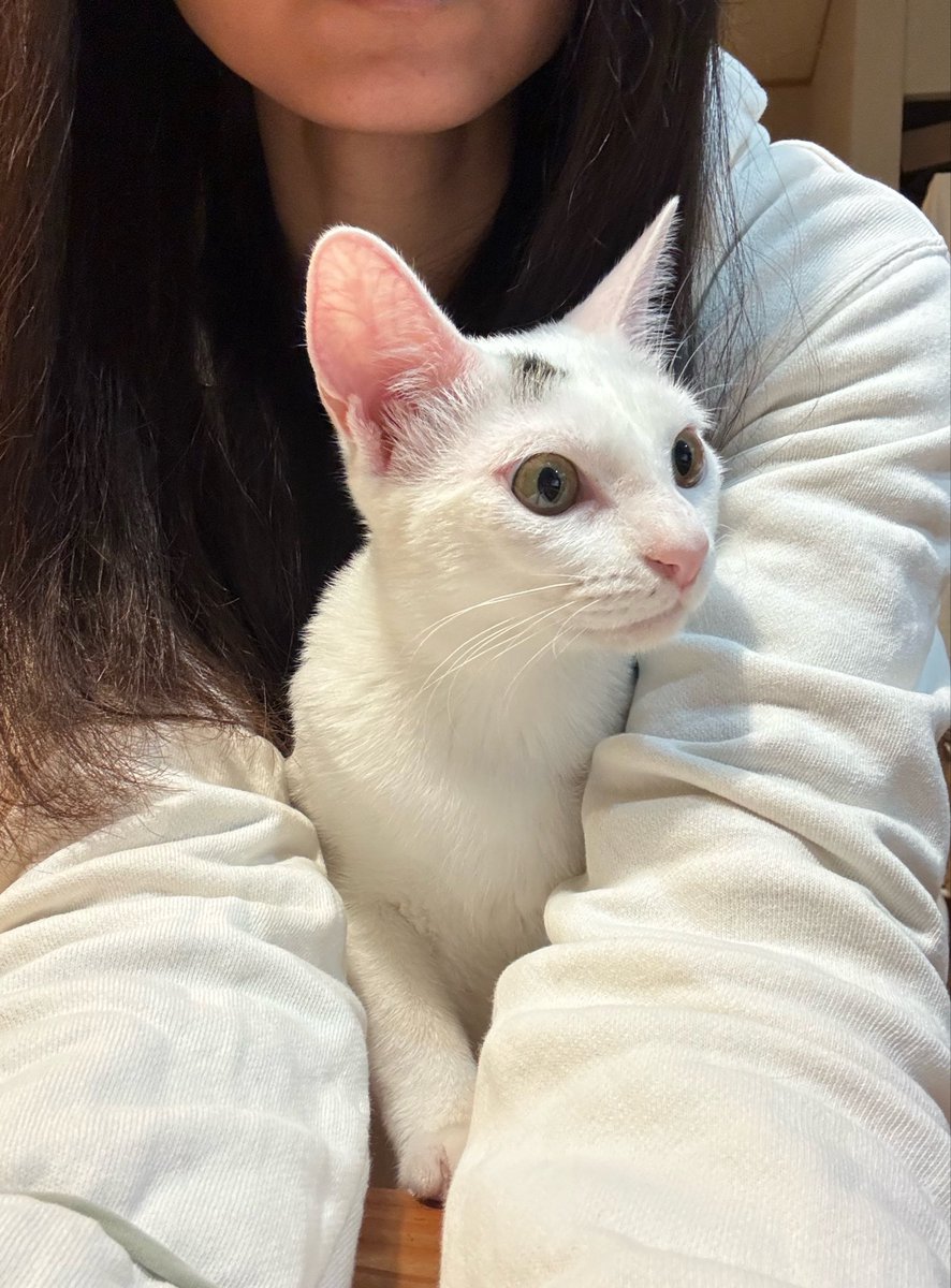 ふーん、警察犬ねぇ…
え！かわいい枠の犬もいるの！？
アタチもなれるんじゃ…

#里親募集中.#関東.#東京.#埼玉.#神奈川.#栃木.#子猫.#保護猫.#猫.#白サバ猫.#白ミケ.#白黒猫.#黒白猫.#ホルスタイン柄.#ハチワレ.#メス猫.#姉妹猫