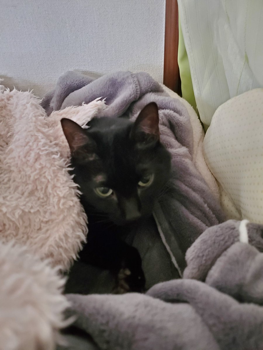 りべっと🍙 tweet media