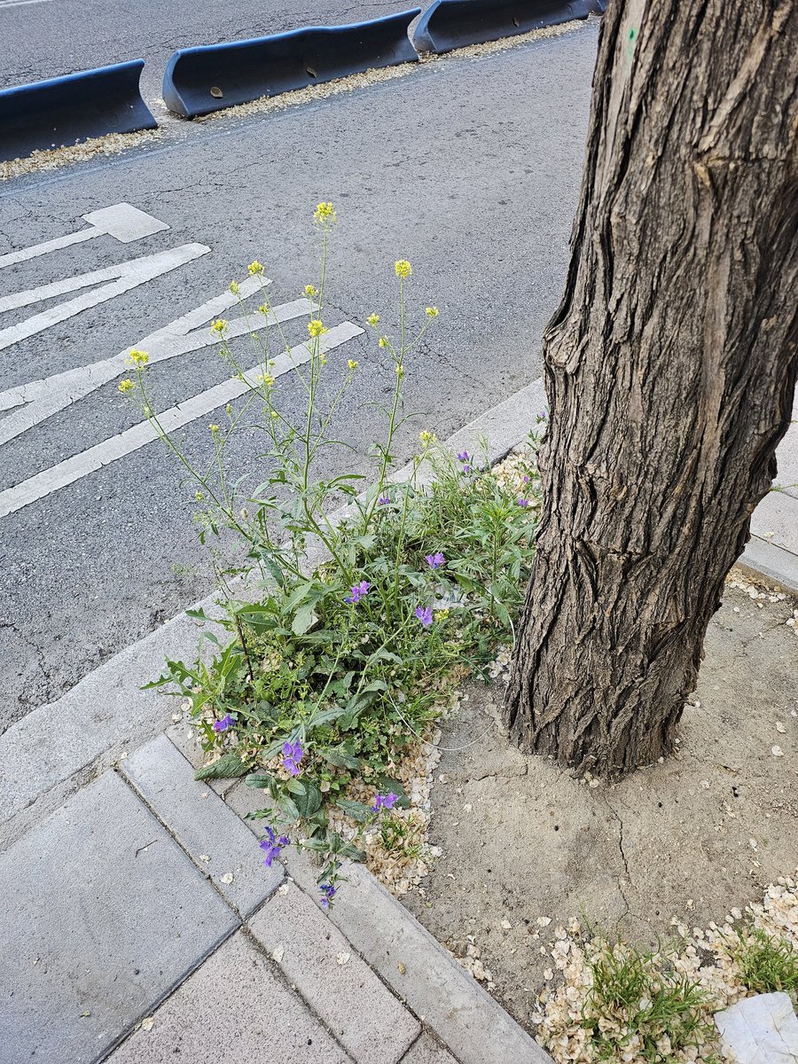 Daniel Medioambiente y Senderismo🍀 tweet media