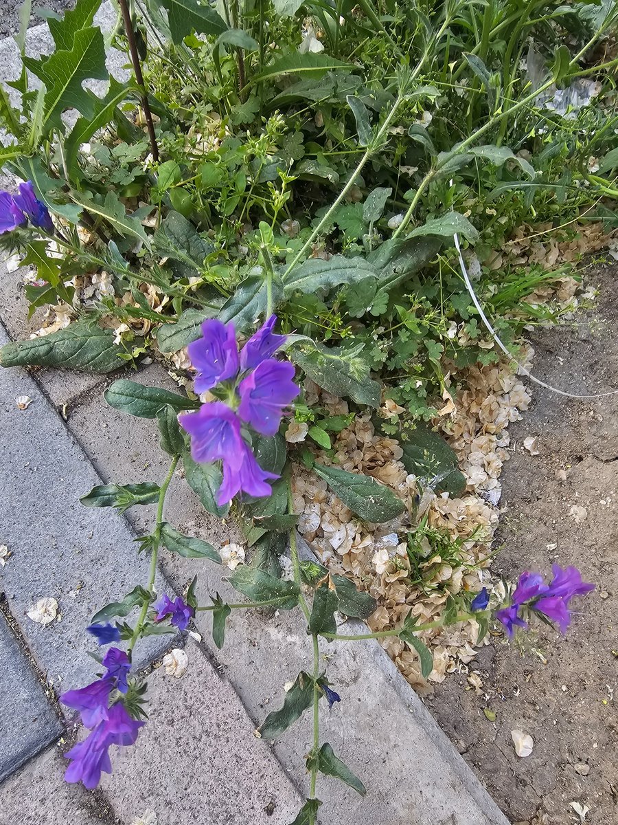 Daniel Medioambiente y Senderismo🍀 tweet media