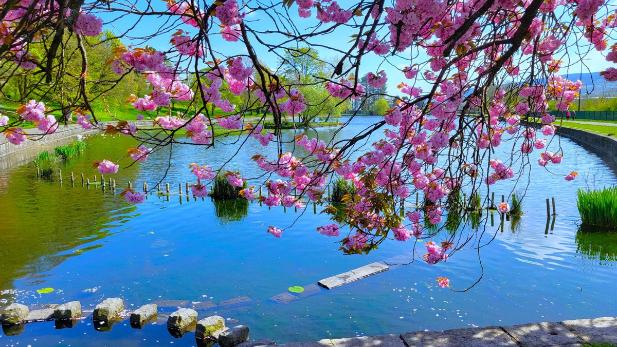 NigelTheToffee's tweet image. Lovely Spring weather for a walk in Cyfarthfa Castle and Lake. @BBCWthrWatchers @itvweather @VisitCyfarthfa @VisitMerthyr @visitwales #Spring #blossoms