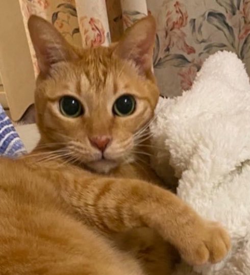 ソレイユ tweet media