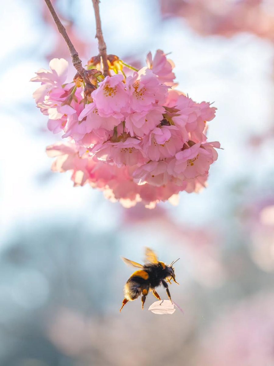 DasTere_8's tweet image. ⭐️🌸For the first time in my life, I see a #bee carrying a flower petal...🩵 🩷 #Goodmood #vibe