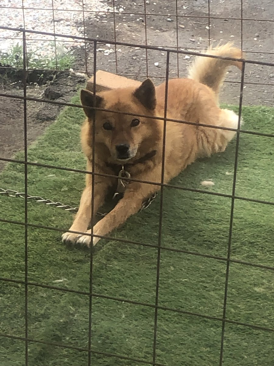 ヒメピッツァ tweet media