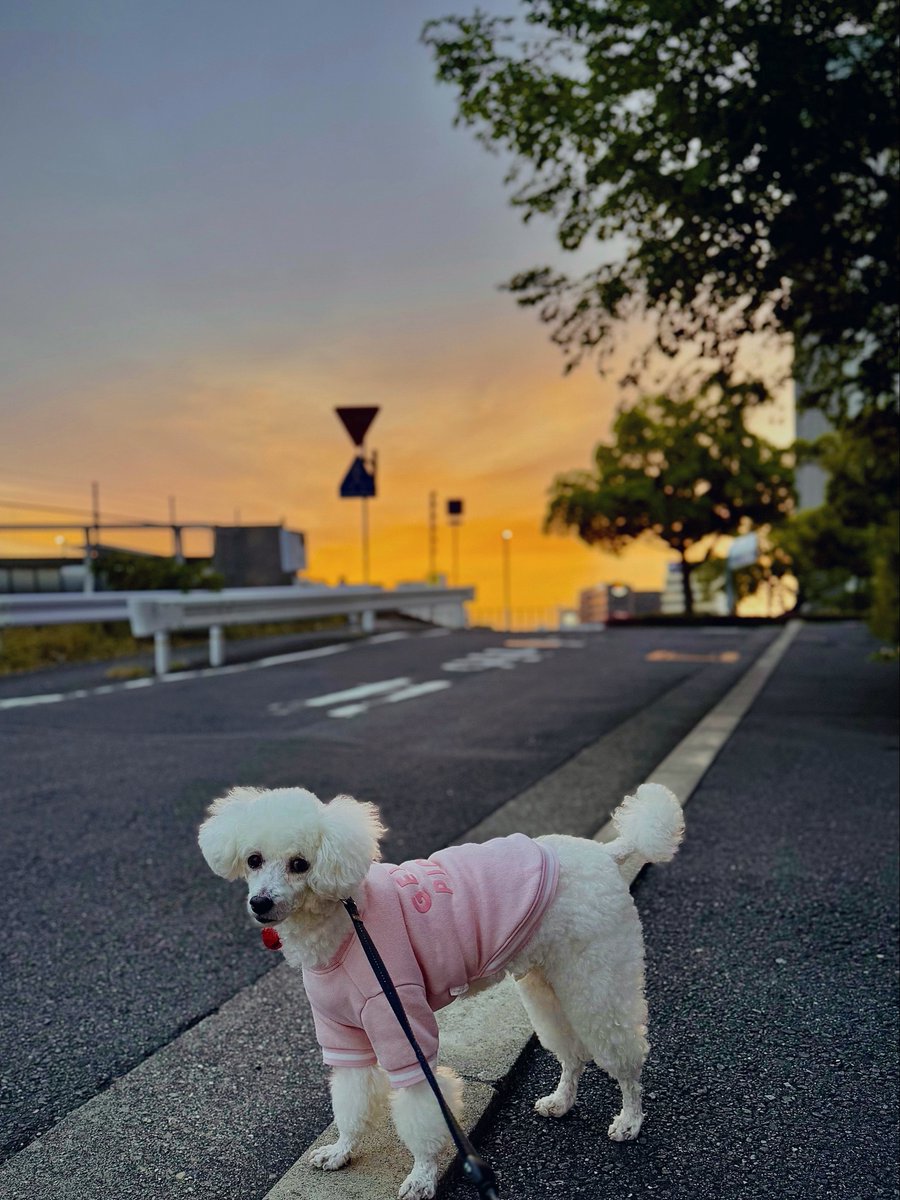 ぼたん🐩(♂10歳) tweet media