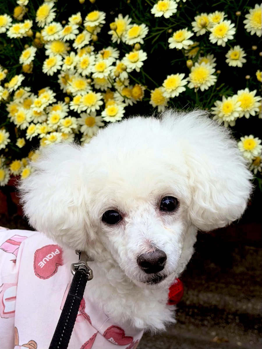 ぼたん🐩(♂10歳) tweet media