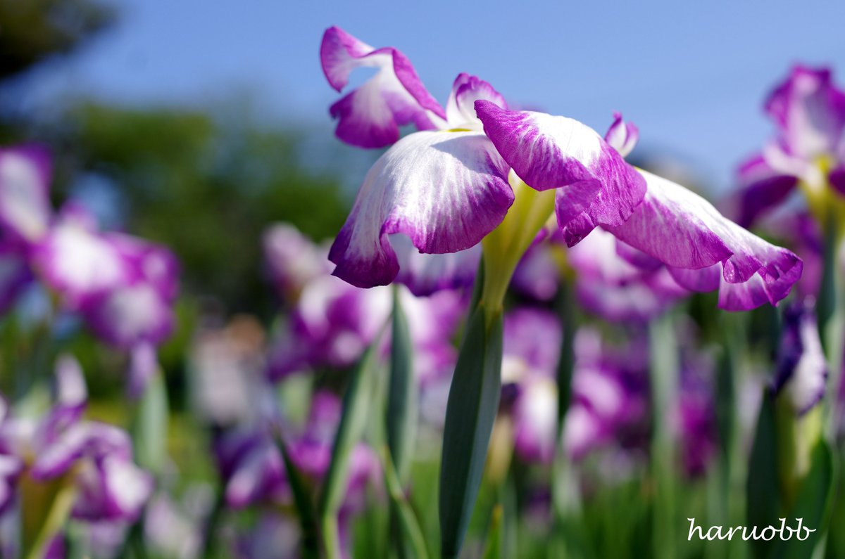 haruobb's tweet image. おはようございます。

菖蒲
花言葉：よい便り

どんな便りが届きましたか。
よい便りですか
わるい便りですか
届いているだけ、全てがよい便りだよ

#写真 #photo #菖蒲 #花言葉 #ショウブ #花 #flower