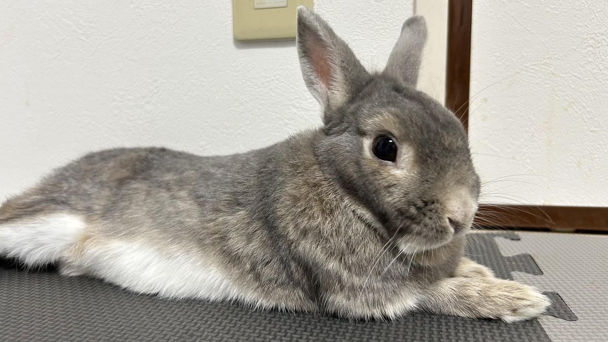 🐇🐰 まぁ𓃺𓈒𓏸🐰🐇 tweet media