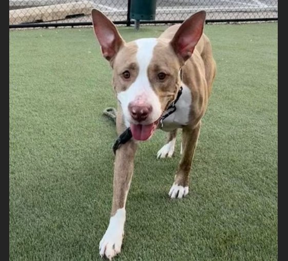 HollywoodDogs's tweet image. Miss Maude, a "sweet and gentle" 4-year-old Pit Bull mix at an overcrowded shelter in #Philadelphia, #PA, is in IMMEDIATE need of adoption, a foster home, or rescue adoptapet.com/pet/47608678-p… #URGENT #PitBull #AdoptableDogofDay 🐶