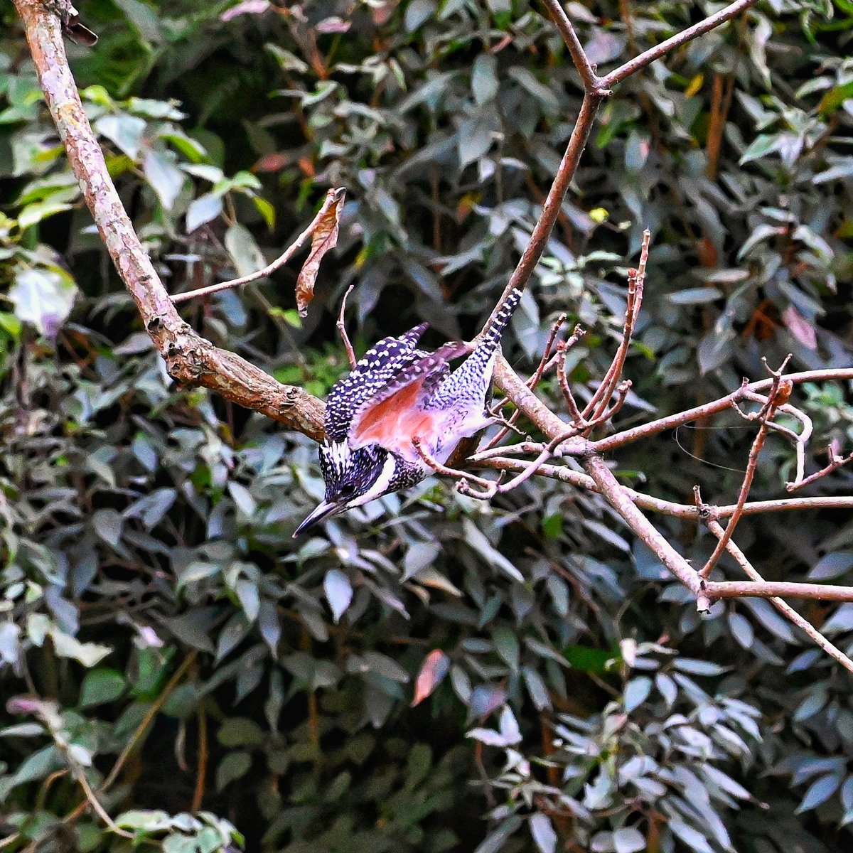 palit_arijeet's tweet image. The biggest Kingfisher in India - The Crested Kingfisher at Chafi, Bhimtaal. 

#IndiAves #TwitterNatureCommunity #POTD