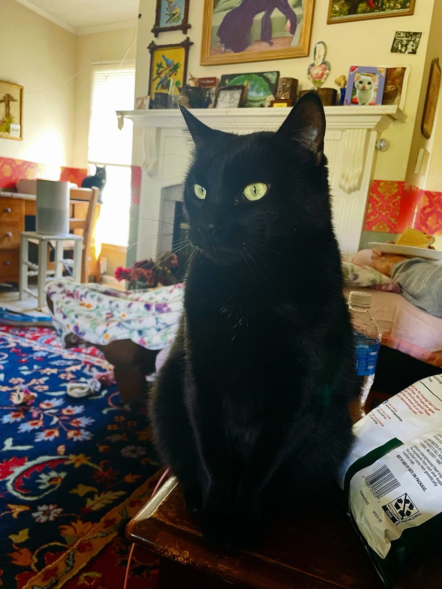 JSzimanous55923's tweet photo. Solomon says he's doing his best. That's all he can do. #SolomonWisdom🐈⬛ https://t.co/Pu7j3T9E8c