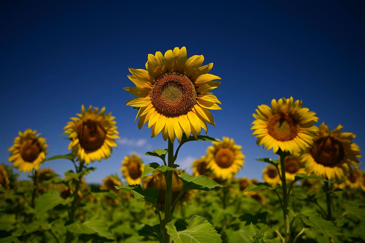 LNcampo's tweet photo. Girasol: una brecha del 34% muestra el potencial que aún no se aprovecha https://t.co/SLF4BEqvCf https://t.co/2e3QqmKGuH