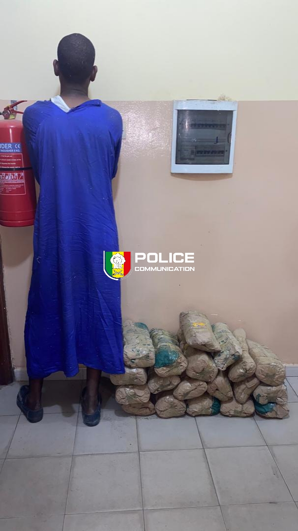 PoliceNationSN's tweet photo. #LutteAntiDrogue | L'#OCRTIS frappe fort dans le centre du pays !
108 kg de chanvre indien saisis à #Fatick et #Kaolack. 01 convoyeur interpellé et sa moto saisie. 03 fugitifs activement recherchés.
La Police nationale, actrice de votre sécurité.
#PoliceSN #Kebetu https://t.co/lK0J3Taw2p