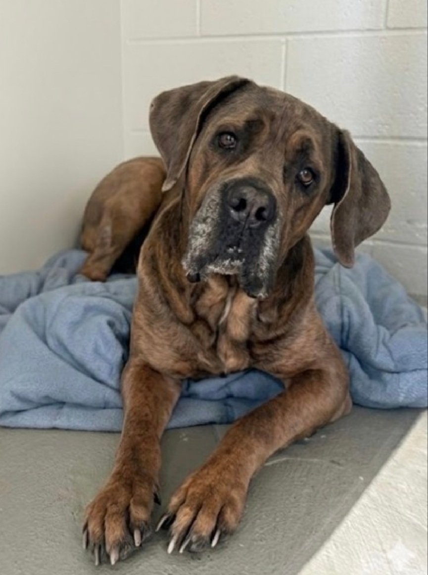 Morgan Fairchild's Dogs tweet media