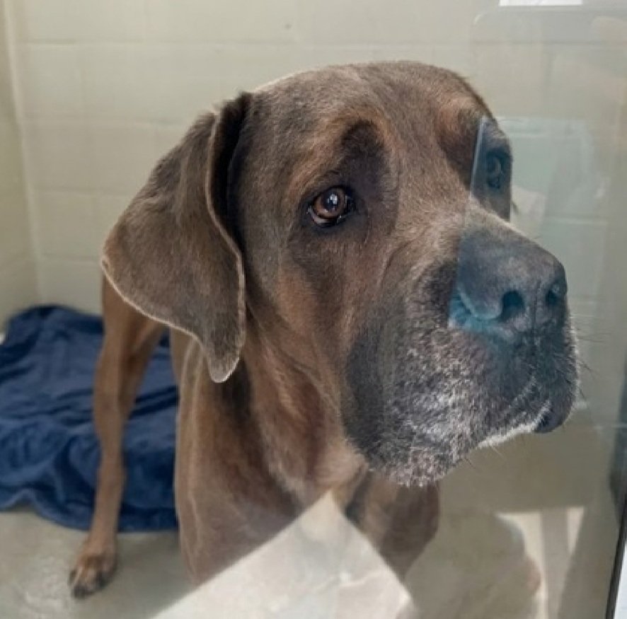 Morgan Fairchild's Dogs tweet media