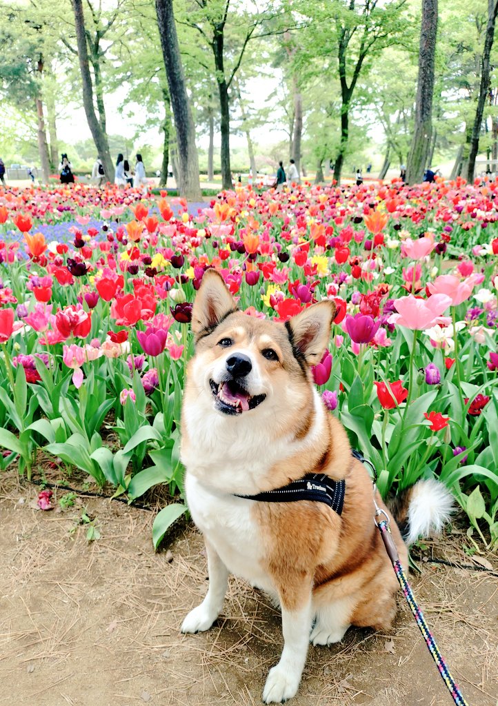 ロアンヌ☪︎*。꙳ tweet media