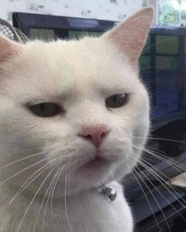Punch Cat tweet media