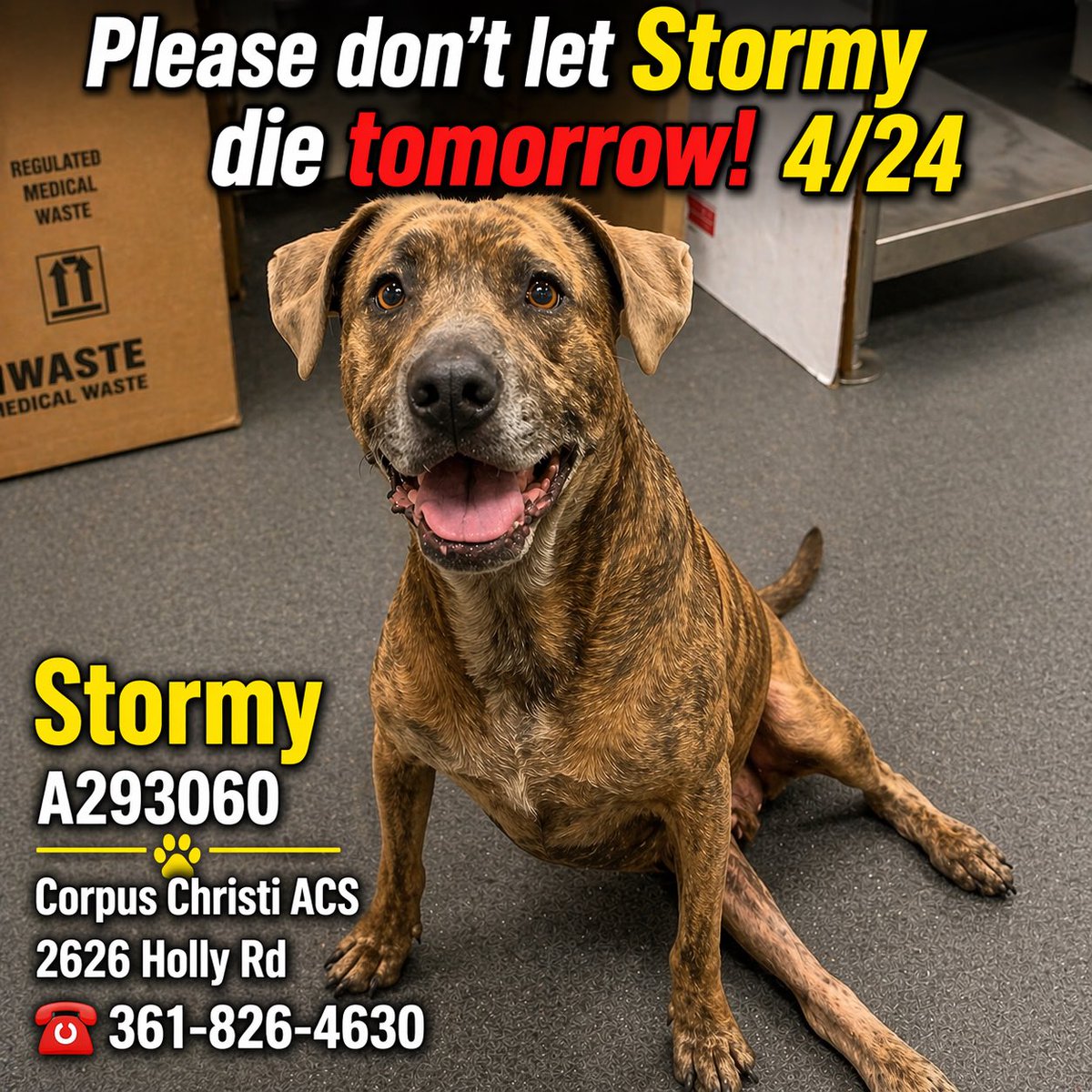 shannon_fla's tweet image. 🆘Stormy will die tomorrow Friday 4/24 without a #rescue   #CorpusChristiACS #Texas please repost and #pledge 

Sweet Stormy #A293060 is out of time! Adopted from CCACS and returned to CCACS after 8 yrs!
Stormy’s life has not been easy—rescued from a storm drain and now faces