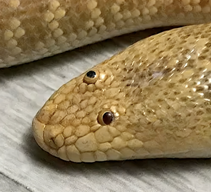 R A W S A L E R T S tweet media