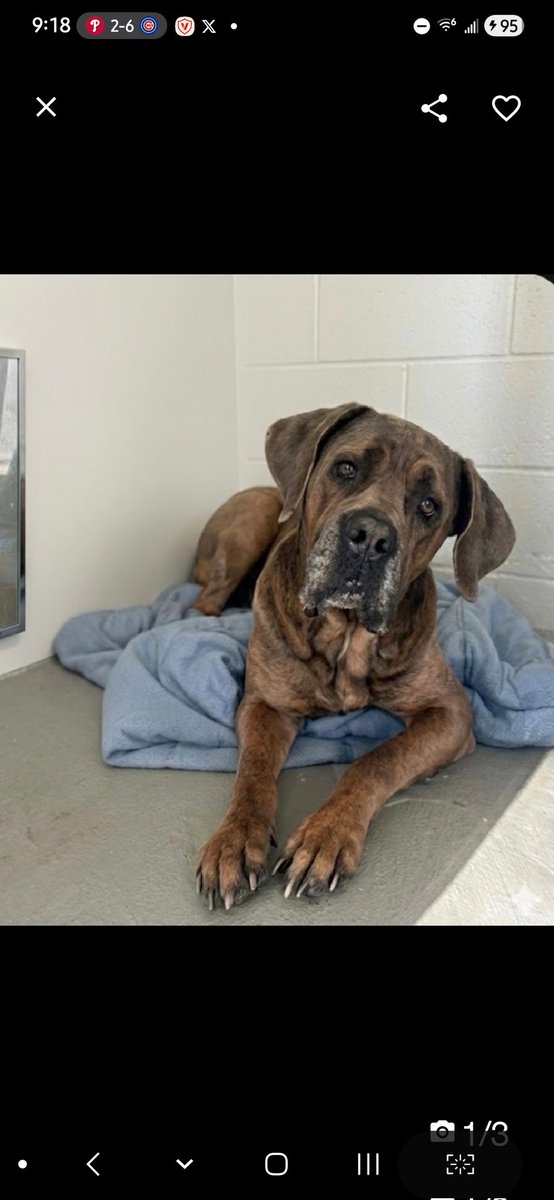 MyBoxerLuvMac1's tweet image. 💔Glo💔
▪️LISTED TBK: 4/25 💉 
 #NYCACC #252258 3y
#RescueMe

Precious sweetie's💔, just arrived stray, at scary shelter &amp;amp; already had his name changed from Ashen!
Beautiful 112 gentle darling's understandably confused, overwhelmed &amp;amp; unsure w handling.
Who knows all he's
