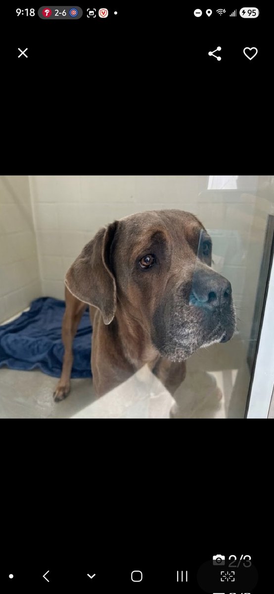 MyBoxerLuvMac1's tweet image. 💔Glo💔
▪️LISTED TBK: 4/25 💉 
 #NYCACC #252258 3y
#RescueMe

Precious sweetie's💔, just arrived stray, at scary shelter &amp;amp; already had his name changed from Ashen!
Beautiful 112 gentle darling's understandably confused, overwhelmed &amp;amp; unsure w handling.
Who knows all he's