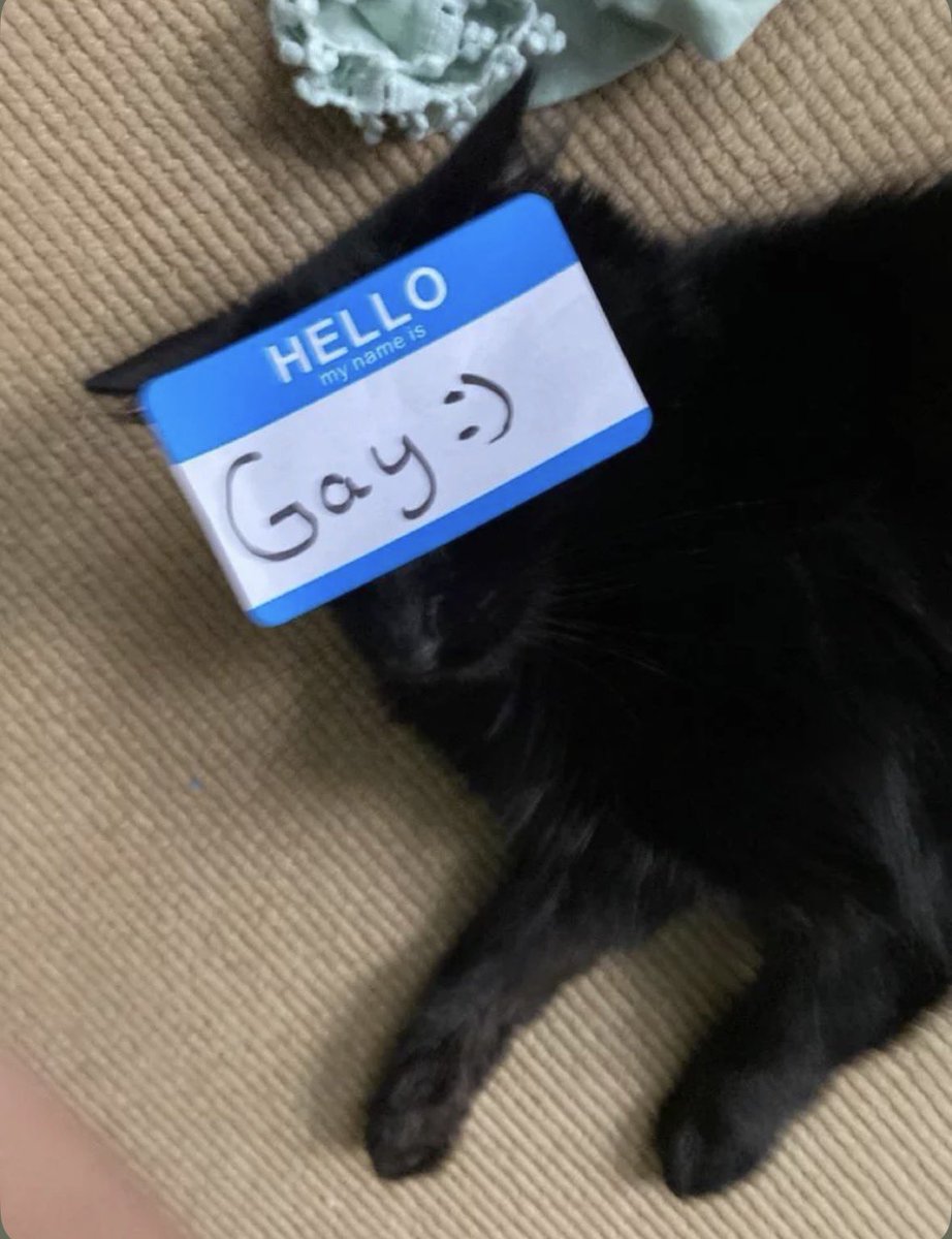 Black cats are not bad luck tweet media